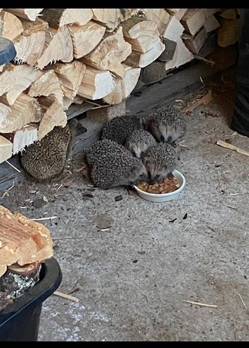 Screenshot_20220912-131332_WhatsApp