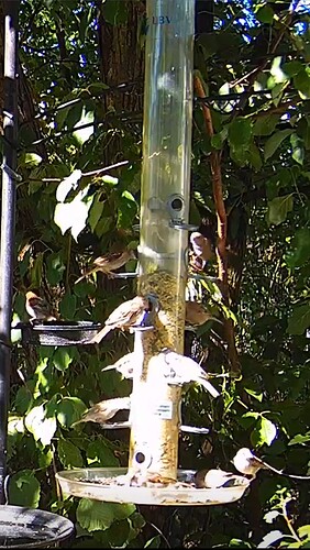 Screenshot_20220808-093840_Samsung Internet