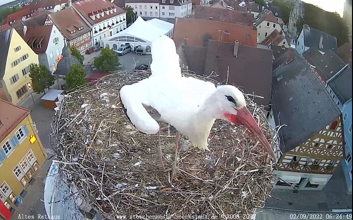Bild