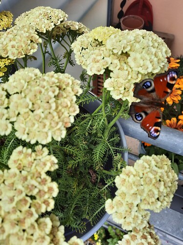 Schmetterling