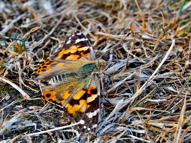 _DSC1442