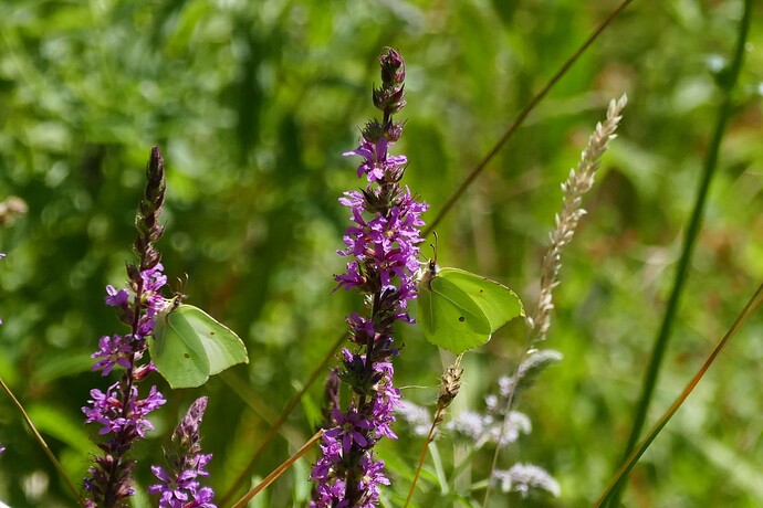 P2590158