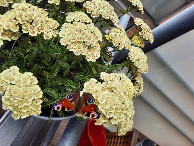 Schmetterling1