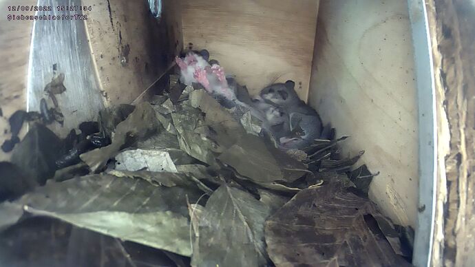 20220912_Siebenschlaefer