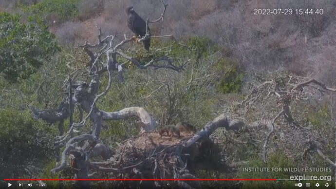 FraserBaldEagle_220729_Lili_branch_foxies_mount