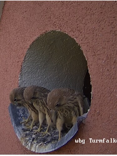 Screenshot_20220718-192053_Chrome