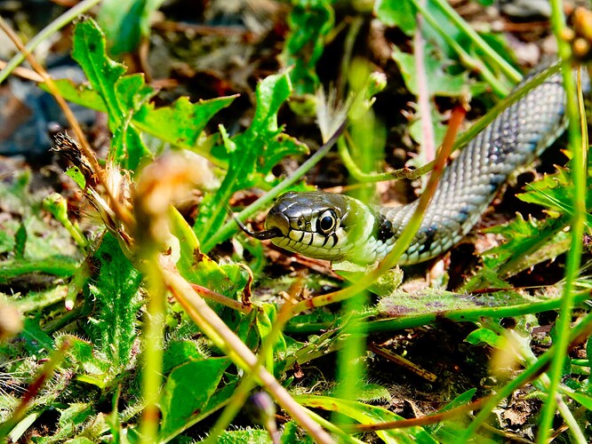 _DSC1432