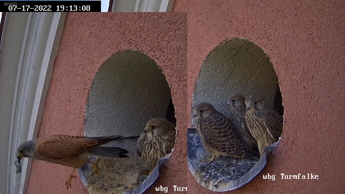 Turmfalken_220717_Brutpaar_Beute_Küken_Warte3