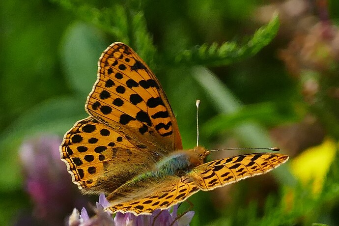 P2590422