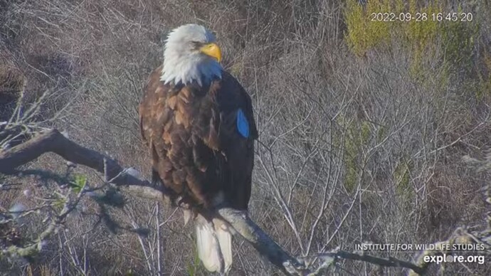 FraserBaldEagle_220929_Andor_sleepy