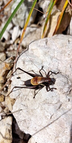 Screenshot_20221005-144459_Gallery