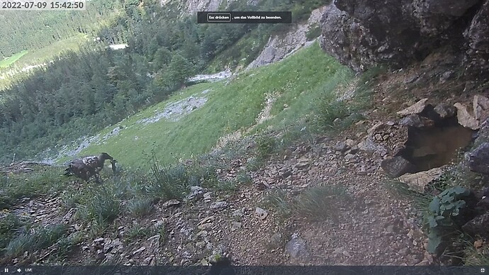 Bartgeier_220709_Recka_Großbeute