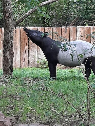 Tapir5