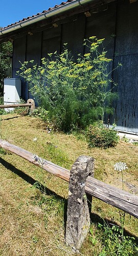 Fenchel
