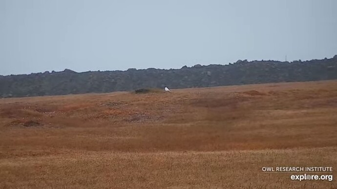 OWL_220910_dist