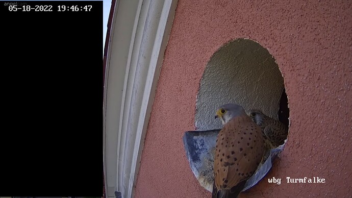 Turmfalken_220518_beide