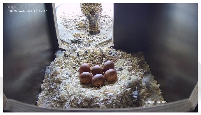 Turmfalken_501_Nest_rundgescharrt