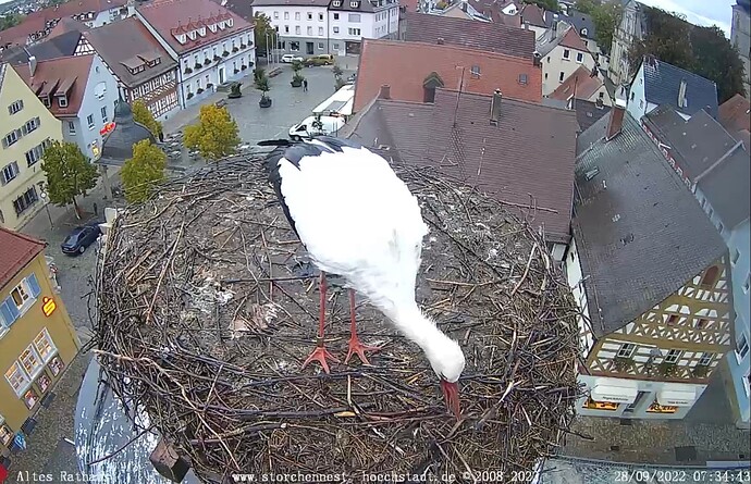 Bild