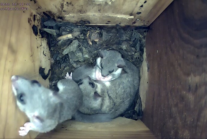 Screenshot_20220914-221305_Chrome