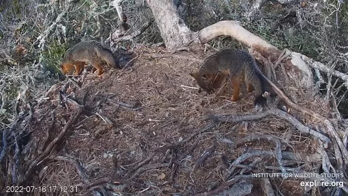 FraserBaldEagle_220717_Foxes