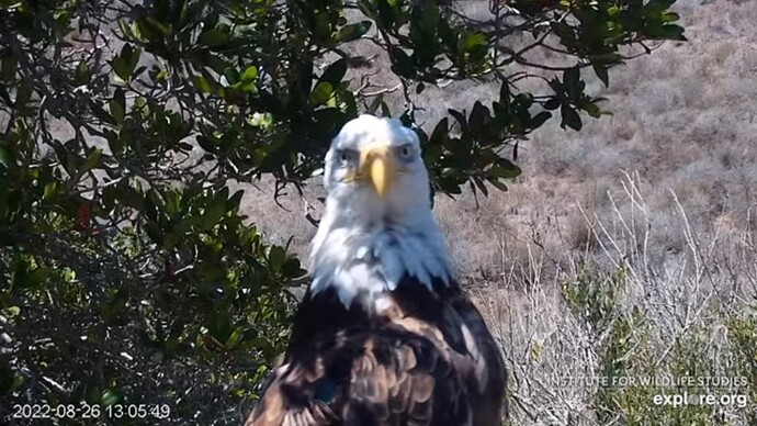 FraserBaldEagle_220826_Andor_close_front