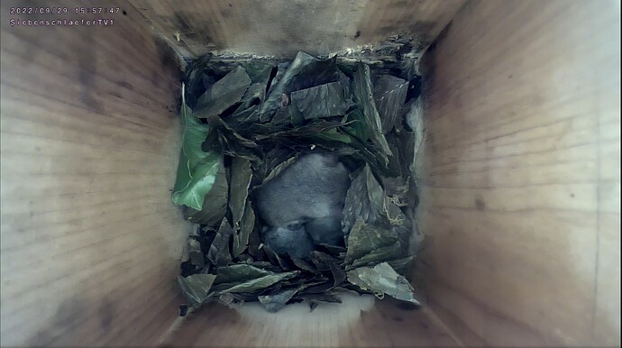 Screenshot_20220929-155928_Chrome