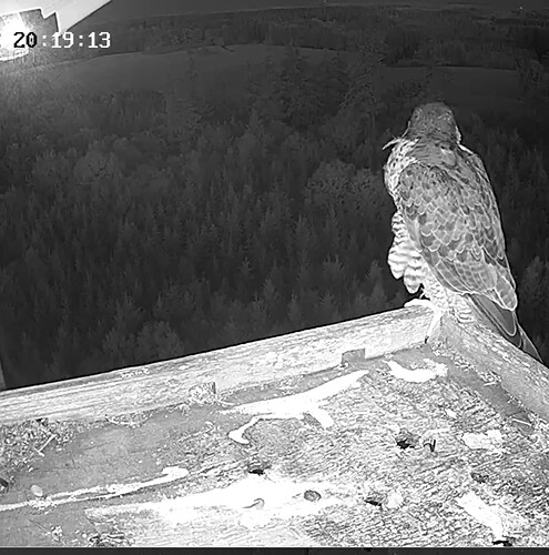 Capture+_2022-08-03-21-19-40(1)