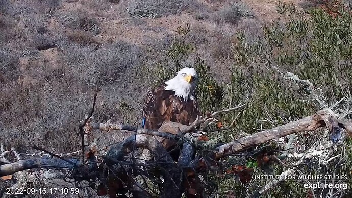 FraserBaldEagle_220917_Andor_p2