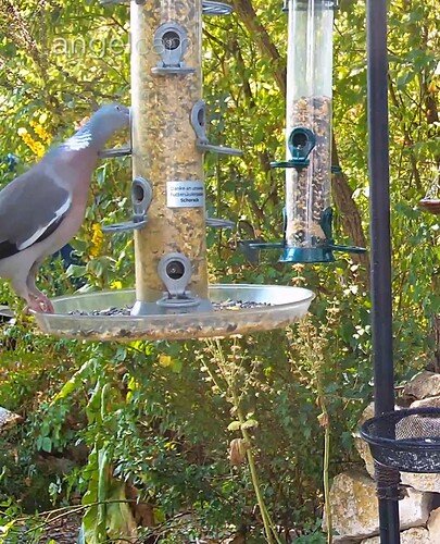 Screenshot_20220806-135213_Chrome