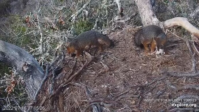 FraserBaldEagle_220717_Foxes_Fish