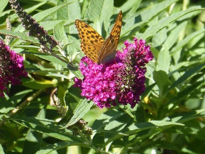 P1070346