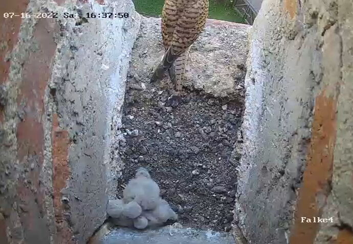 Snap_2022.07.16_16h39m54s_011_