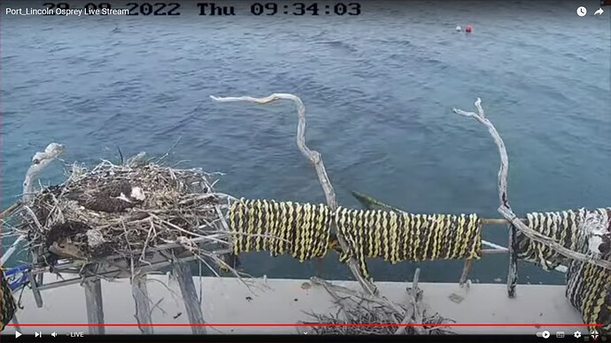 os3_220929_nest