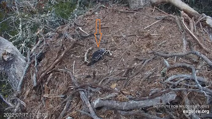 FraserBaldEagle_220717_fish