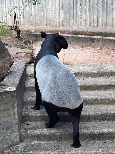 Tapir