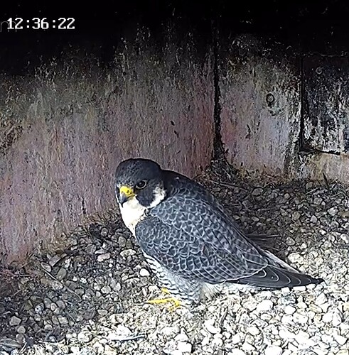 Screenshot_20221003-133611_Samsung Internet