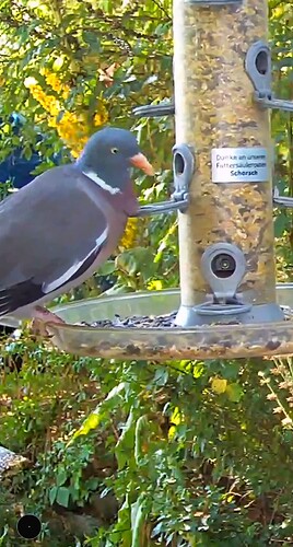 Screenshot_20220806-135055_Chrome