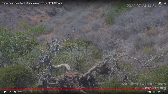 FraserBaldEagle_220724_Lili_Andor_collided2