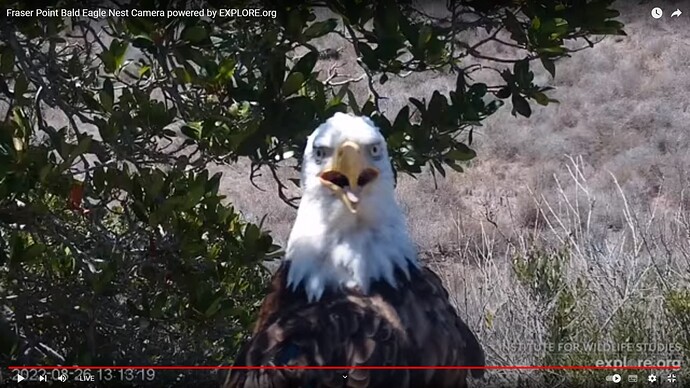 FraserBaldEagle_220826_Andor_close_front2