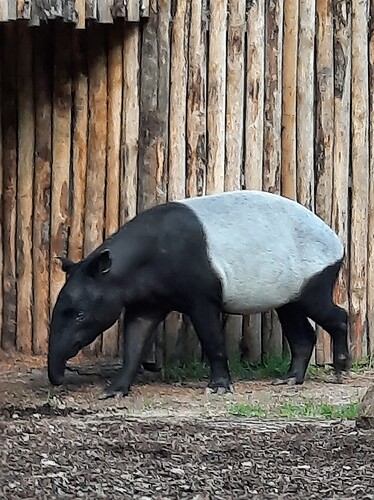 Tapir4