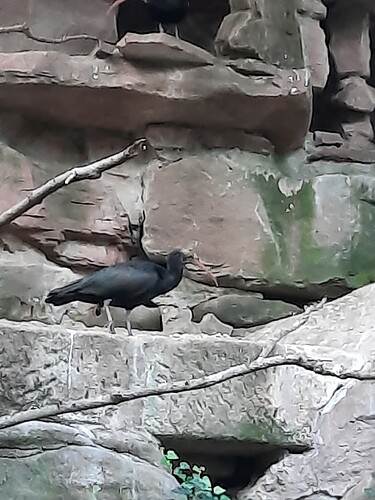 Waldrapp1