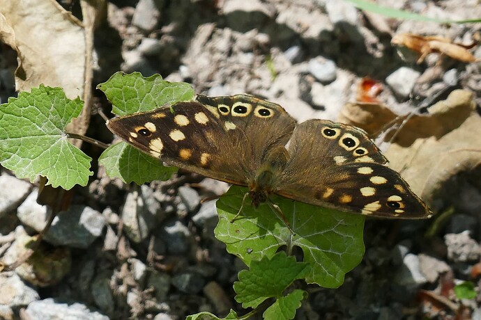P2590362