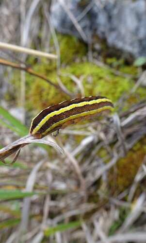 Screenshot_20221005-200232_Gallery