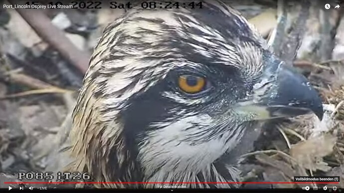 os3_221015_portrait_nestling