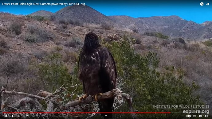 FraserBaldEagle_220726_Lili_bluesky