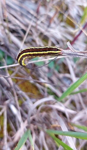 Screenshot_20221005-200103_Gallery