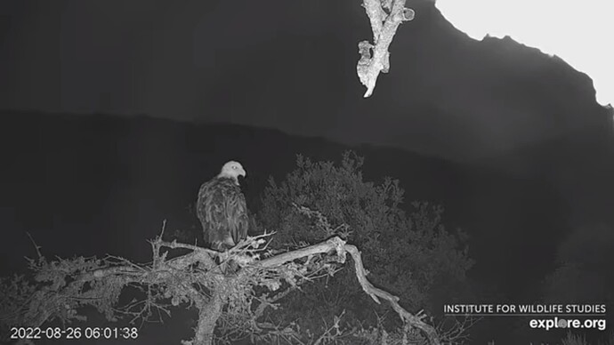 FraserBaldEagle_220826_Andor