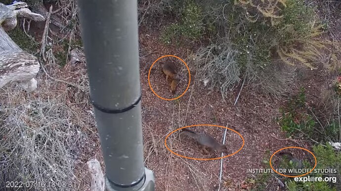 FraserBaldEagle_220717_Foxes3_marked