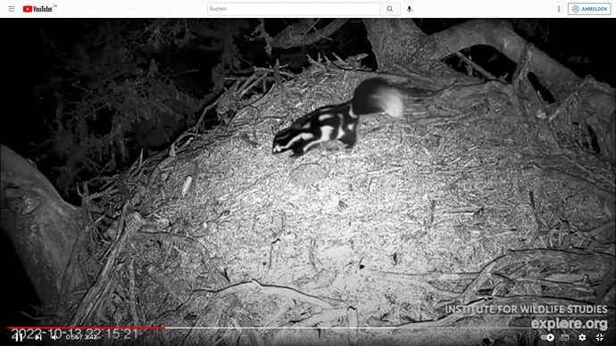 FraserBaldEagle_221013_spotted_skunk