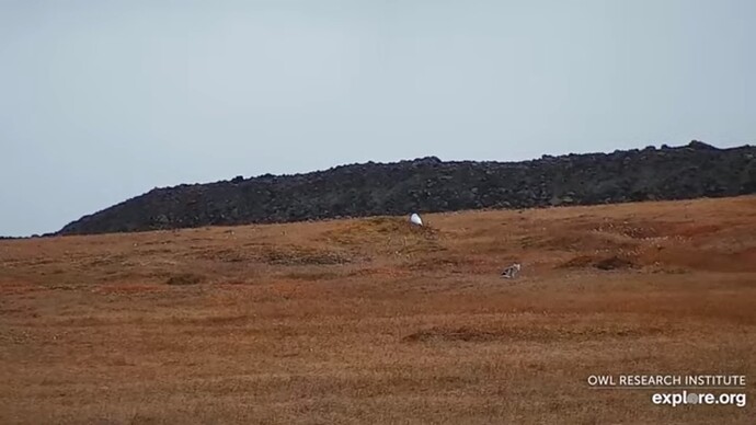 OWL_220911_Jungtier_plus_fox2